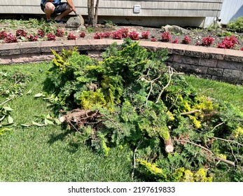 A man removing a tree from a flowerbed. The tree is deconstructed and laying in a pile on the lawn. The man is cutting the roots with a sharp shovel.
