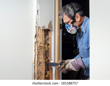 Man Removing Wood Damaged By Termite Infestation In House.