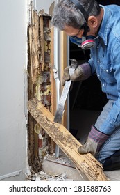 Man removing wood damaged by termite infestation in house. 
