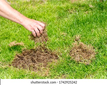 21,826 Grass repair Images, Stock Photos & Vectors | Shutterstock