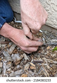 Man Replacing A Sprinkler Head In The Ground With Wood Chips. Sprinkler System Repair.