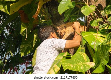 Man rescue a cat stuck in tree , cat in the tree, cat in trouble.