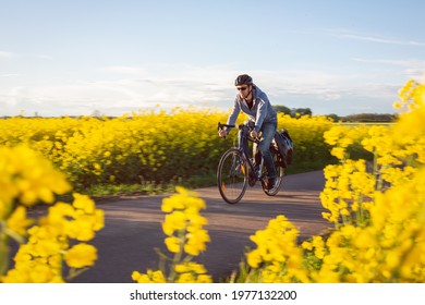 Man riding a bicycle in between canola fields