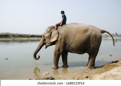 Man Riding An Elephant In Nepal