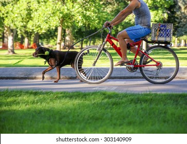 a man riding his bicycle  behind a running dog with a ball thrower in his mouth on a bike path in a city 