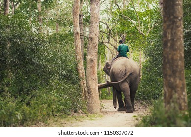 man riding on an elephant walking along a passageway in jungle