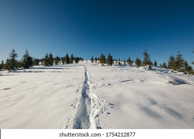 A Man Riding Skis Down A Snow Covered Slope. High Quality Photo