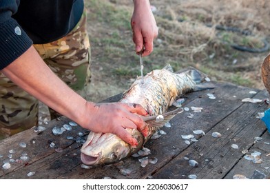 The Man Rips Up The Caught Fish, Cleans The Scales. Fishing On The River, A Fisherman Caught A Pike Fish. Fishing Spinning And Nets, Male Hobby. Commercial Fishing.