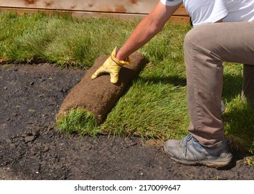A man rolling out sod, doing backyard landscaping. - Shutterstock ID 2170099647