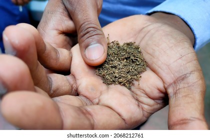 Man Rubbing Gutka Or Ghutka On Him Palm.