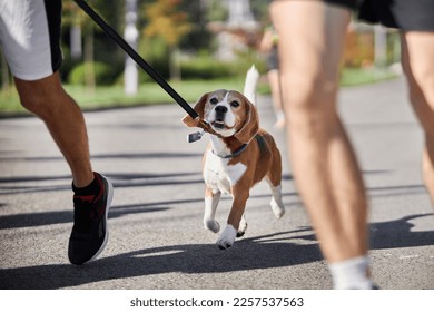a man runs with a beagle in the park. Outdoor running. A sporty young man with his dog runs to nature. Happy beagle running with his owner on a nature walk - Shutterstock ID 2257537563