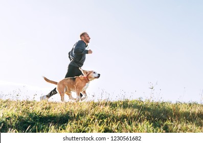 Man runs with his beagle dog. Morning Canicross exercise. - Powered by Shutterstock