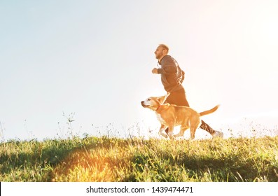 Man Runs With His Beagle Dog. Morning Canicross Exercise