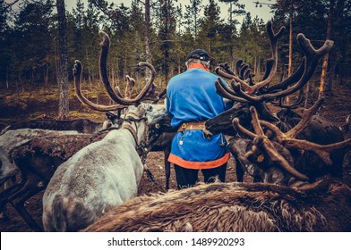 A Man In Sami Clothes Feeds Reindeers