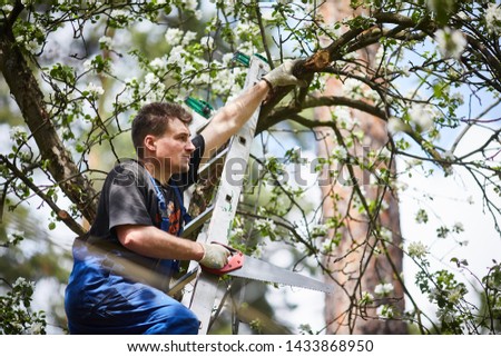 A man with a saw cuts a branch of a blooming apple tree in the garden.