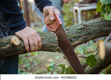 Man Sawing Handsaw Old Tree. Man At Work. Male Hand With A Saw