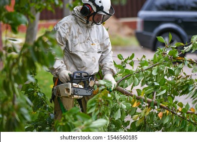 A man is sawing a tree upstairs. The ropes supporting a person are sawing a tree. A sophisticated rope system to support a person chopping a tree. Place for writing. Safety net. - Powered by Shutterstock