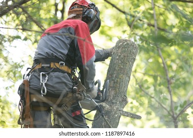 Man sawing a tree using a chainsaw. The man is wearing safety equipment clothes. View from the back