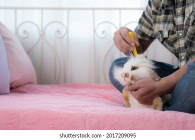 A Man In Scotish Shirt Brushing Rabbit Hair With Love On Pink Vintage Bed Background, Caring Animal Concept.