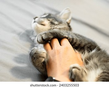 Man scratches grey kitten tummy  with soft fur touch gentle massage. Cat sleeps on its back belly up for owner to hand rub stroke tickle on their fluffy stomach. Sleeping on comfort bed -hand Close up - Powered by Shutterstock