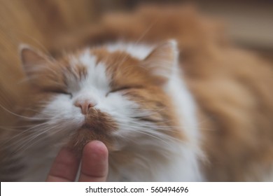 Man Scratching Cat Under Its Head