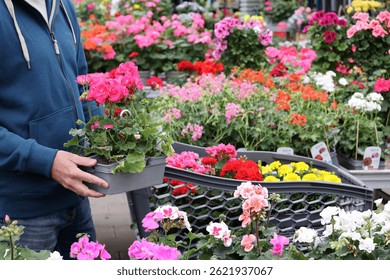 A man selects flowers of geranium while surrounded by colorful plants and blooms in a garden center.