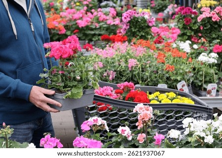 A man selects flowers of geranium while surrounded by colorful plants and blooms in a garden center.