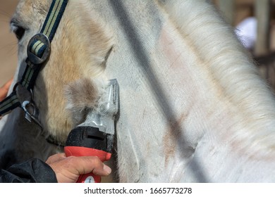 Man Shearing A White Horse By A Professional Clipper. Farm Activities In Spring For Horse's Health Care