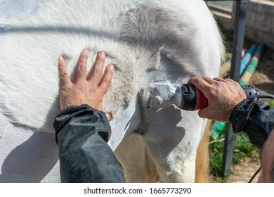 Man Shearing A White Horse By A Professional Clipper. Farm Activities In Spring For Horse's Health Care