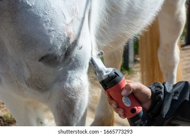 Man Shearing A White Horse By A Professional Clipper. Farm Activities In Spring For Horse's Health Care