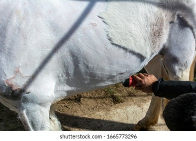 Man Shearing A White Horse By A Professional Clipper. Farm Activities In Spring For Horse's Health Care