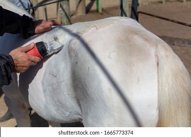 Man Shearing A White Horse By A Professional Clipper. Farm Activities In Spring For Horse's Health Care