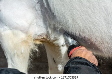 Man Shearing A White Horse By A Professional Clipper. Farm Activities In Spring For Horse's Health Care