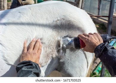 Man Shearing A White Horse By A Professional Clipper. Farm Activities In Spring For Horse's Health Care