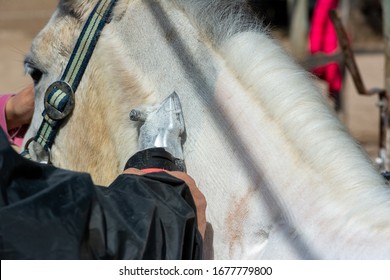 Man Shearing A White Horse By A Professional Clipper. Farm Activities In Spring For Horse's Health Care