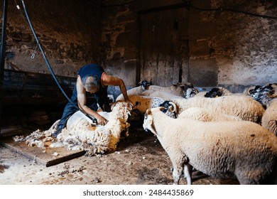 A man shears a ram in a barn while surrounded by a flock of other sheep.