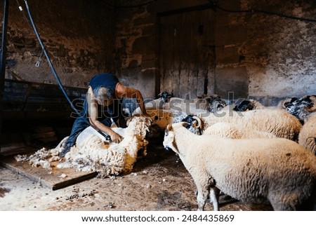 A man shears a ram in a barn while surrounded by a flock of other sheep.