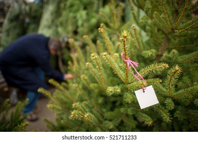 Man Shopping For Christmas Tree.