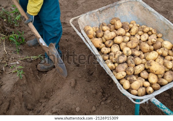 A\
man with a shovel digs potatoes next to a cart full of potatoes.\
Working on a farm. Autumn harvesting. Russian\
dacha.
