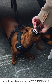 Man Showing Off White Teeth On Dachshund, Weiner Dog Wearing Harness