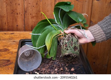 Man Shows Moth Orchid With Dry And Rotten Roots