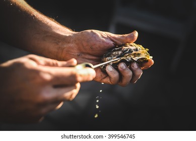 A man shucking fresh oysters with a blade, purposefully out of focus to be used as a background 