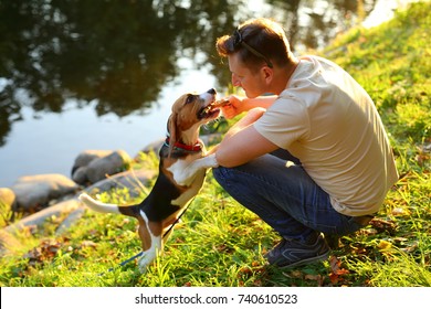 Man Sit On Squat On Haunches At Green Bank Of River, Play With Young Beagle Dog. Owner Tease Doggy With Wooden Stick, Pet Stand On Hind Legs And Gnaw Twig