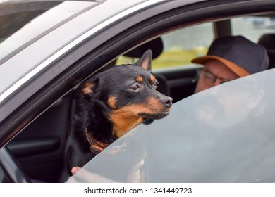 A Man Sits With A Dog In The Front Seat Of A Car. Little Black Dog Looks Out The Open Window From The Car. 