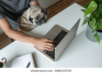 A man sits at a table and works on a laptop. A beige pug dog is sleeping in his arms. Concept of working or studying from home