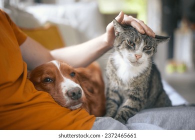 Man sitting on sofa with domestic animals. Pet owner stroking his old cat and dog together.
