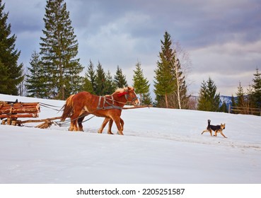 Man With Sledge Pulled By Horses Outdoor In Winter