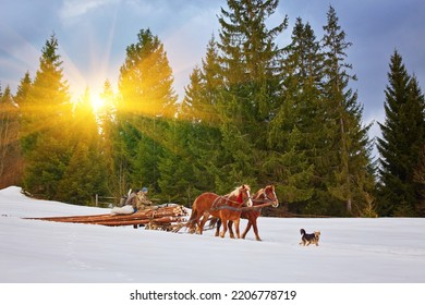 Man With Sledge Pulled By Horses Outdoor In Winter