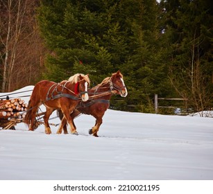 Man With Sledge Pulled By Horses Outdoor In Winter