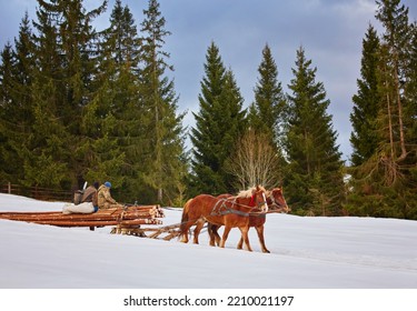 Man With Sledge Pulled By Horses Outdoor In Winter